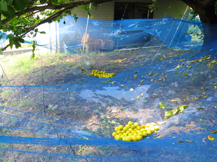 完熟梅のネット収穫