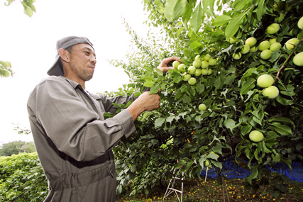 青梅の収穫
